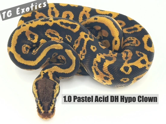 Pastel Acid DH Hypo Clown Ball Python by TGExotics