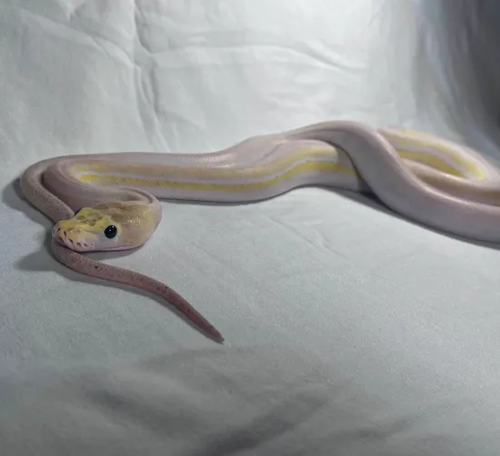 Yearling Reticulated Python Yearling Dwarf Anery Ultra Ivory Reticulated Python by TGR Exotics