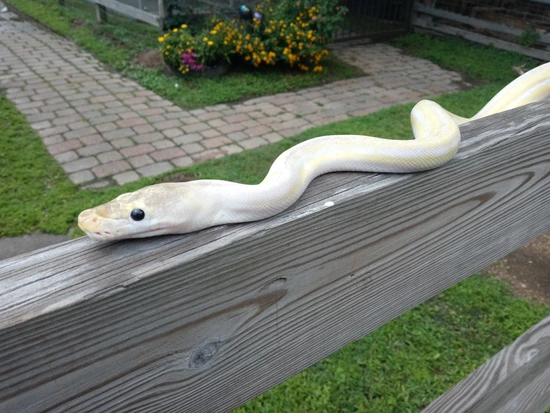 Yearling Reticulated Python Yearling Dwarf Anery Ultra Ivory Reticulated Python by TGR Exotics