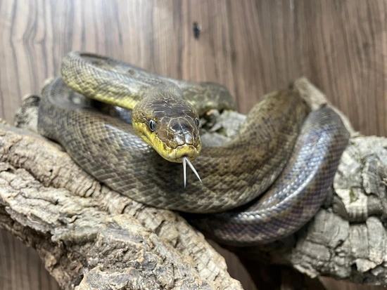 Macklots Python Male & Female Pair Macklot's Python by Mansfield ...