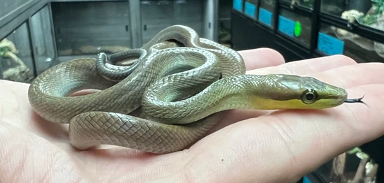 Silver Phase Red Tailed Green Racer CB23 More Colubrid by Mansfield
