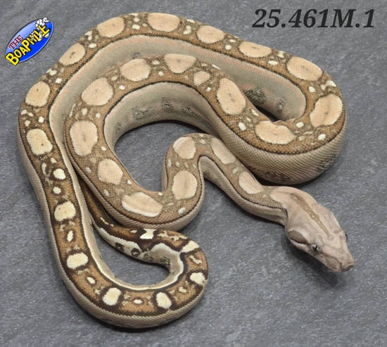 Aztec Labyrinth Poss Het Carbon Boa Constrictors by Boaphile Jeff