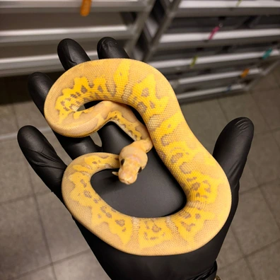Super Pastel GHI Leopard Ultramel Het Clown Ball Python - male for sale from Gen-X