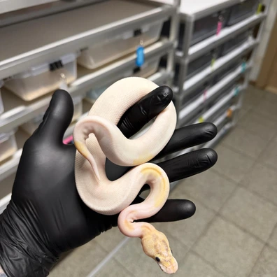 Ivory Piebald Het Clown 66% Het Desert Ghost Ball Python - male for sale from Gen-X