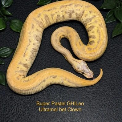 Super Pastel GHI Leopard Ultramel Het Clown Ball Python - male for sale from Gen-X