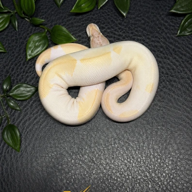 Ivory Pied 66% Het DG Ball Python - female for sale from Gen-X