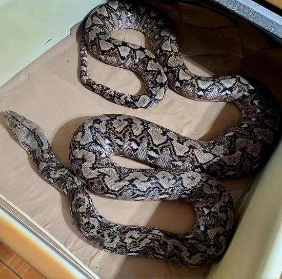 Kalatoah Tiger Reticulated Python Pure Kalaotoa Reticulated Python by Hell Creek Reptiles