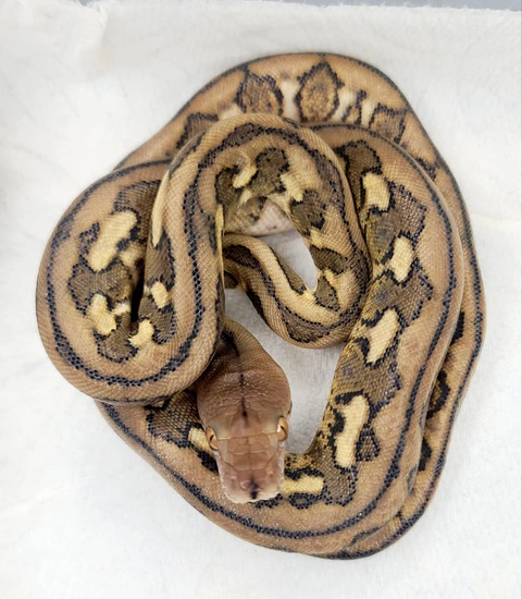 Kalatoah Tiger Reticulated Python Kalatoa Super Dwarf Tiger Poss Het Anery Reticulated Python by Hell ...