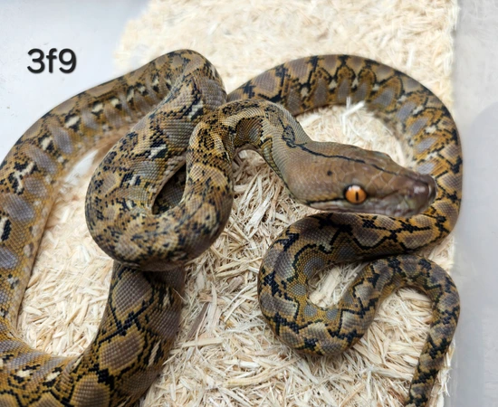 Kalaotoa Wild Type Reticulated Python by Hell Creek Reptiles