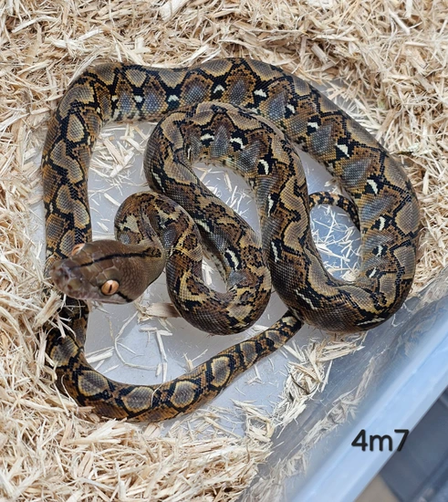 50% Poss Het Ocelot 100% DH Purple Snow Or Snowglow Reticulated Python ...