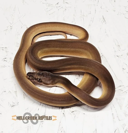 Kalatoah Tiger Reticulated Python CHRISTMAS SALE!! Kalaotoa Golden Child Phantom Tiger 66% Het Anery And ...