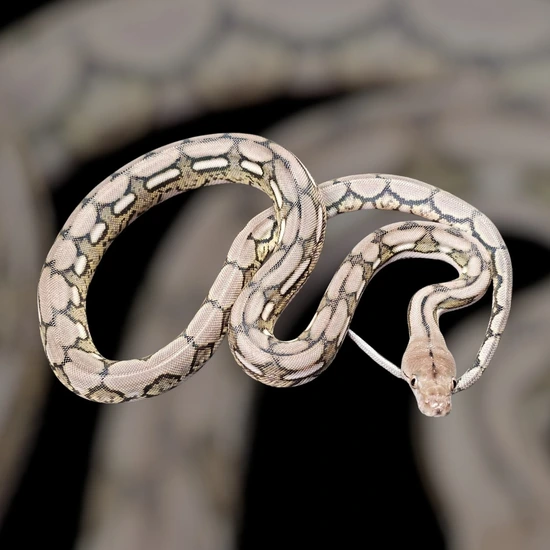 Kalatoah Tiger Reticulated Python Kalaotoa Anery Tiger 100% Het Purple Reticulated Python by Hell Creek ...