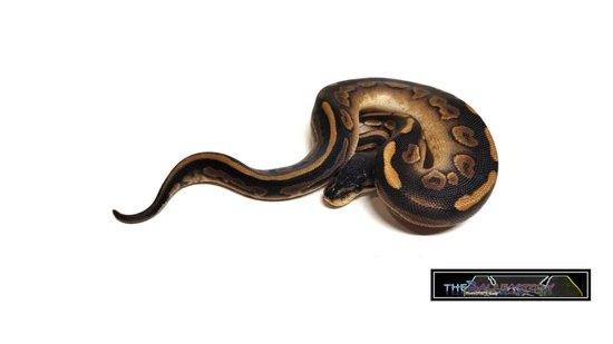 Wookie Cinnamon Possible RS Ball Python by tHEbALLfACTORY