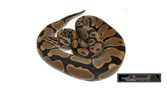 Huffen Ball Python Calico Huffman Ball Python by tHEbALLfACTORY