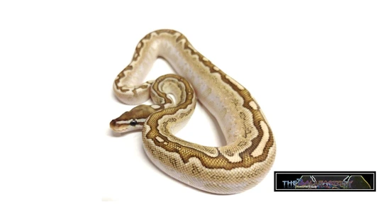 Bamboo Leopard YB Pos Het Clown Ball Python by tHEbALLfACTORY