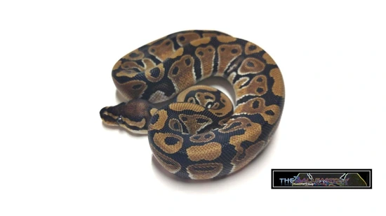 Normal 100% Het Clown Ball Python by tHEbALLfACTORY