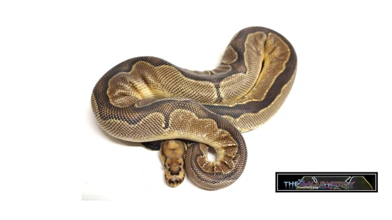 Huffen Ball Python Blade OD Huffman Clown Ball Python by tHEbALLfACTORY