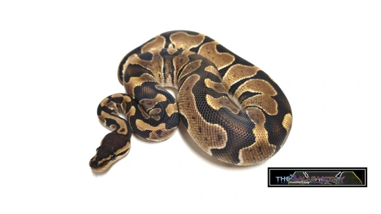 Wookie Ball Python by tHEbALLfACTORY