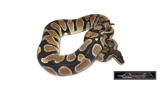 OD Mckenzie Pos Het Clown Ball Python by tHEbALLfACTORY