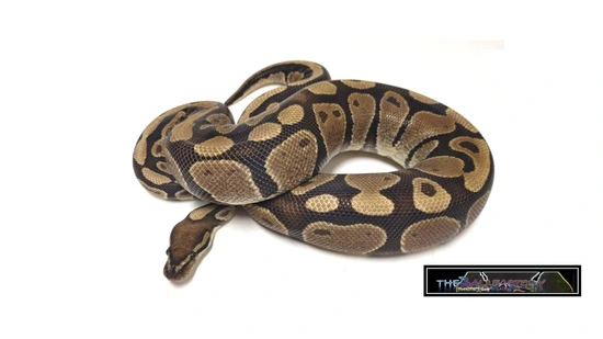 Dinker Ball Python by tHEbALLfACTORY