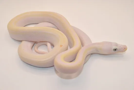 Cow Spot Reticulated Python Cow Pos Suntiger Reticulated Python by The Breeding Laboratory