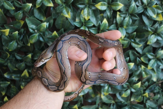 (25% Kalatoa 12.5% Selayer) Motley Het Anery 66% Het Snow Ph G-Stripe ...