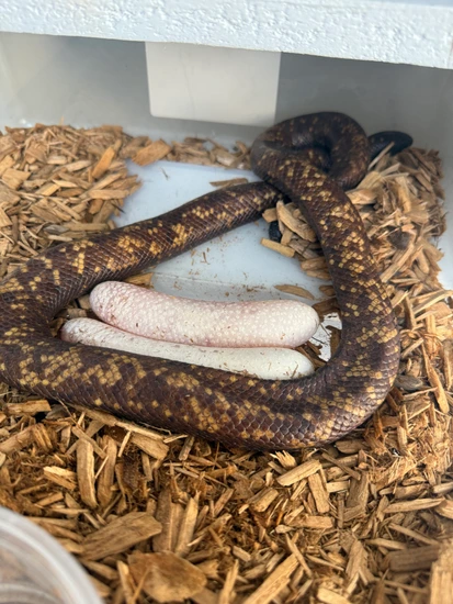 Proven Calabar Burrowing Python More Python by The Breeding Laboratory