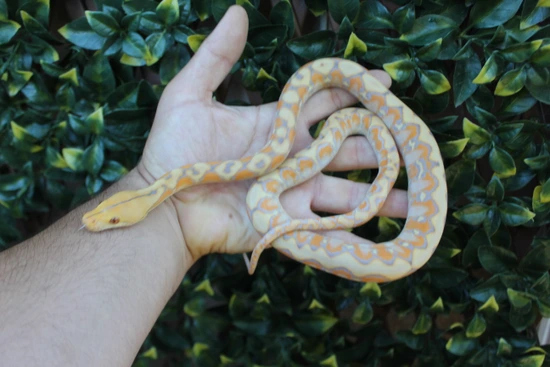 37.5% Kalatoa/Selayer Purple Albino Het Snow Reticulated Python by The ...