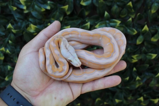 37.5% Kalatoa/Selayer Purple Motley Het Snow Reticulated Python by The ...