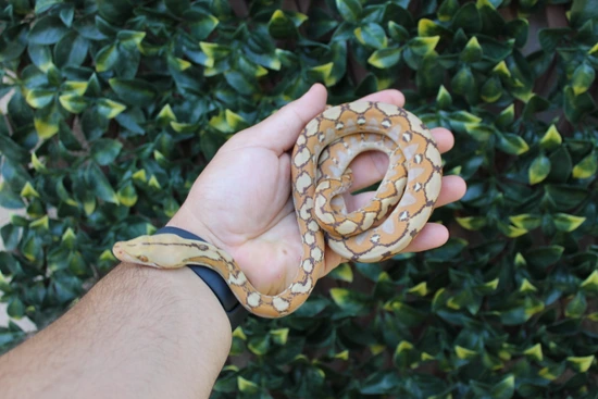 37.5% Kalatoa/Selayer Mochino Het Snow Reticulated Python by The ...