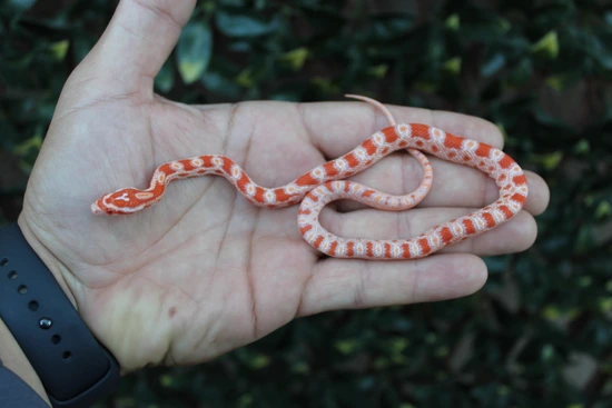 Reverse Oketee Amelanistic Corn Snake by The Breeding Laboratory