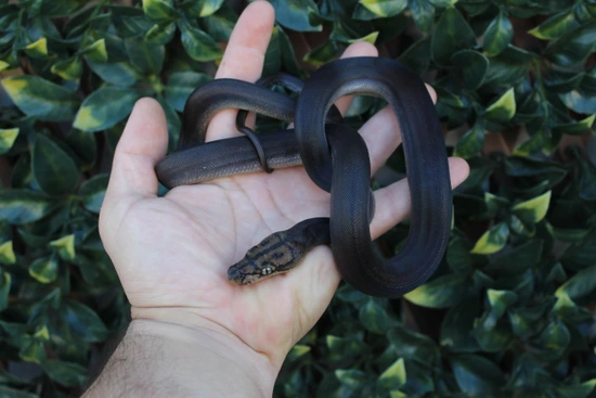 Jet Black Reticulated Python 25% Kalatoa JET BLACK! Motley Goldenchild Het Anery Ph Snow Reticulated ...