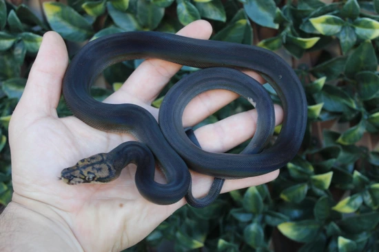 Jet Black Reticulated Python 25% Kalatoa JET BLACK! Motley Goldenchild Het Anery Ph Snow Reticulated ...