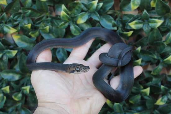 Jet Black Reticulated Python 25% Kalatoa JET BLACK W/ DARK EYES! Motley Goldenchild Het Anery Ph ...