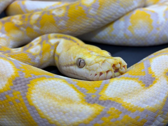 D/SD Purple Reticulated Python Pos. Het. Anery by The Creature Room