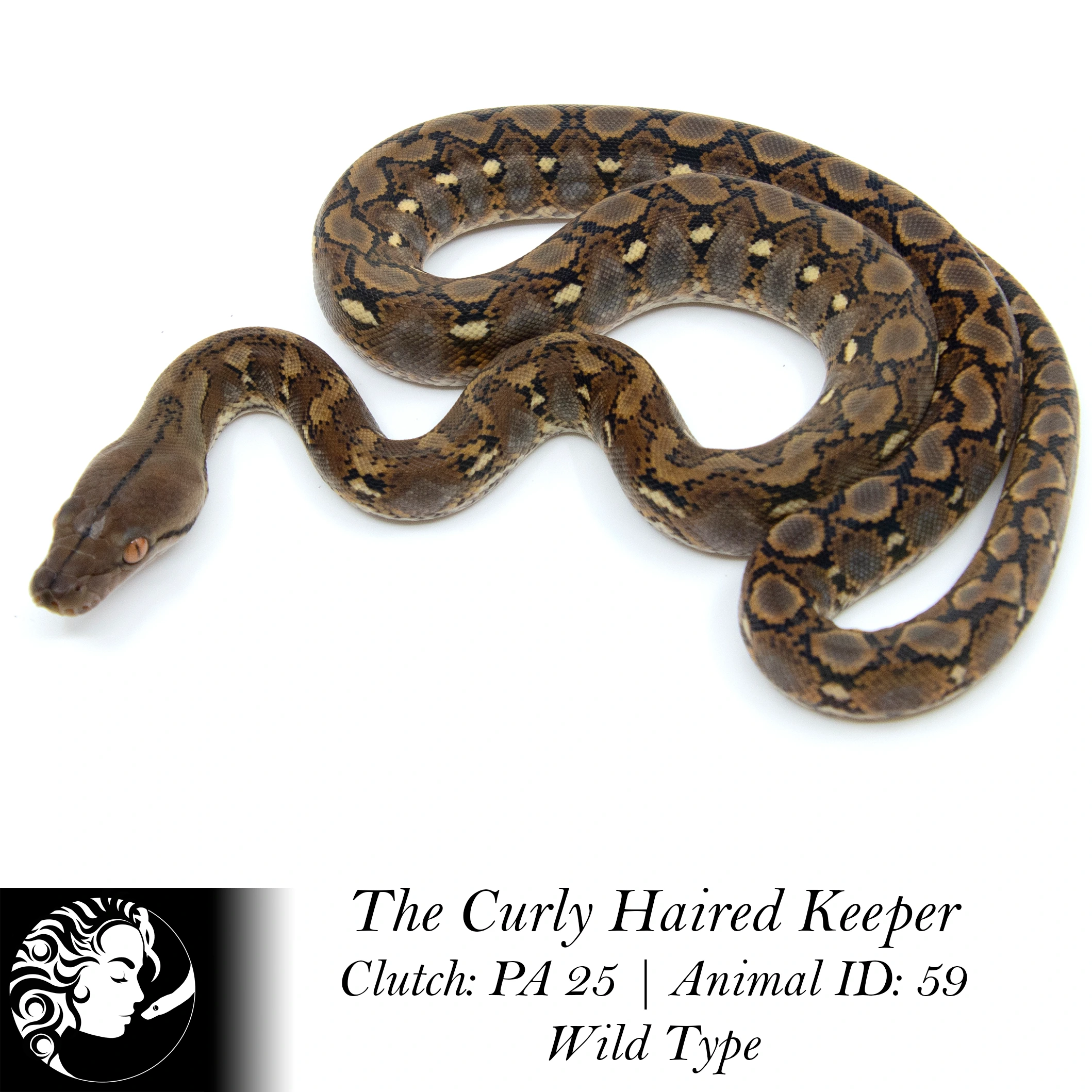 Wildtype Superdwarf Reticulated Pythons by The Curly Haired Keeper