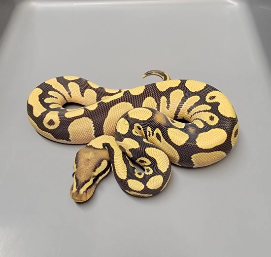 Orange Dream Desert Ghost Ball Python by Project X Reptiles