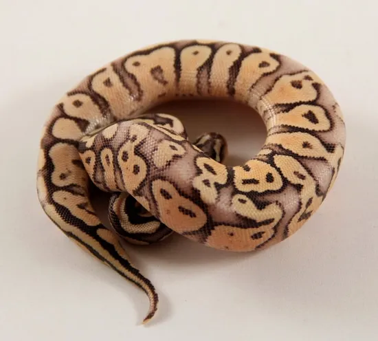 Glitter Python Super Pastel Spark Ball Python by The Gourmet Rodent