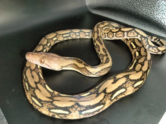 Tiger Reticulated Python by The Ivory Connection