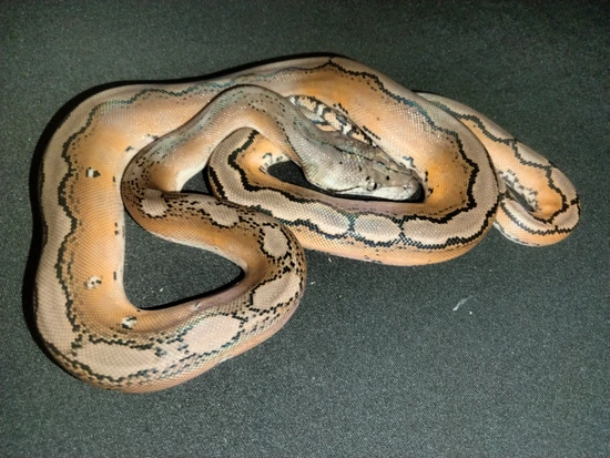 Moschino Platinum Retic Python Motley Platinum Het Albino Reticulated Python by The Ivory Connection
