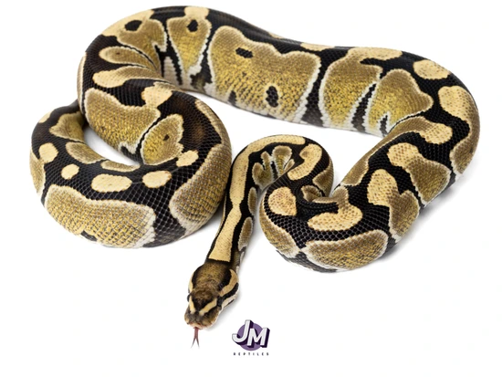 2000 Gram RTB Desert Ghost Ball Python by JM Reptiles