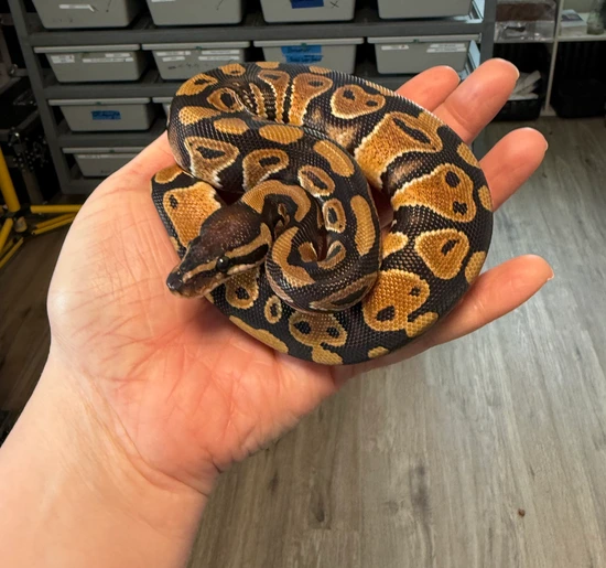 Normal Het Clown Pos Het Pied Ball Python by Moreno Ball Pythons
