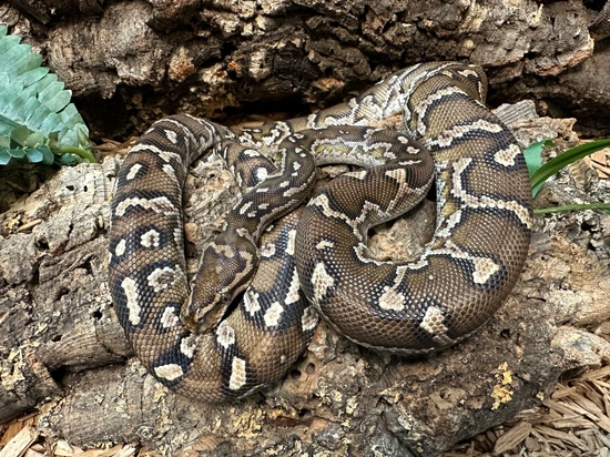 Angoloan Python CB Adult Male Angolan Python by The Reptile Shop