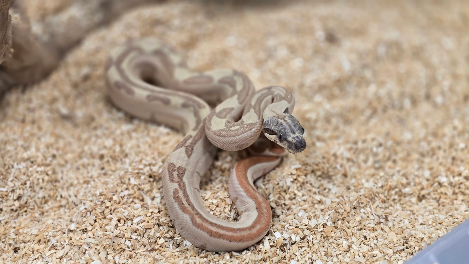 Snake. Shop The Reptile Shop's Collection - MorphMarket