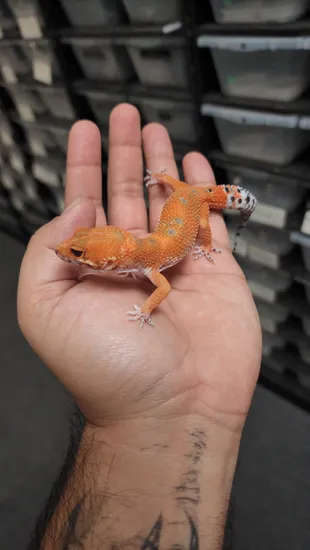 Atomic Mandarin Korean Line Leopard Gecko by The ReptiSpot