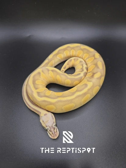 Super Pastel Butter Enchi Hypo Het Clown Ball Python by The ReptiSpot
