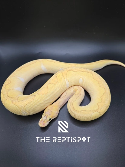 Pastel Enchi Butter Clown Het Hypo Ball Python by The ReptiSpot