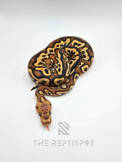 Pompeii Python Pompeii Ball Python by The ReptiSpot