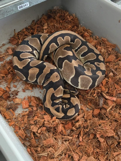 Normal DH DG/Pied Ball Python by The ReptiSpot