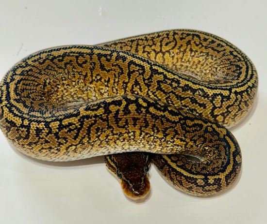 Gallery Detail: 1 0 Special Monsoon Ball Python By The Scale Smith